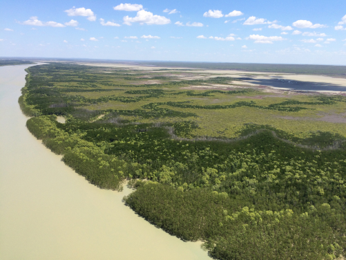 Images 5. Mangroves along the river side of West Alligator, Australia. (Photo courtesy：Kerrylee Rogers)